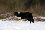 BORDER COLLIE 1141